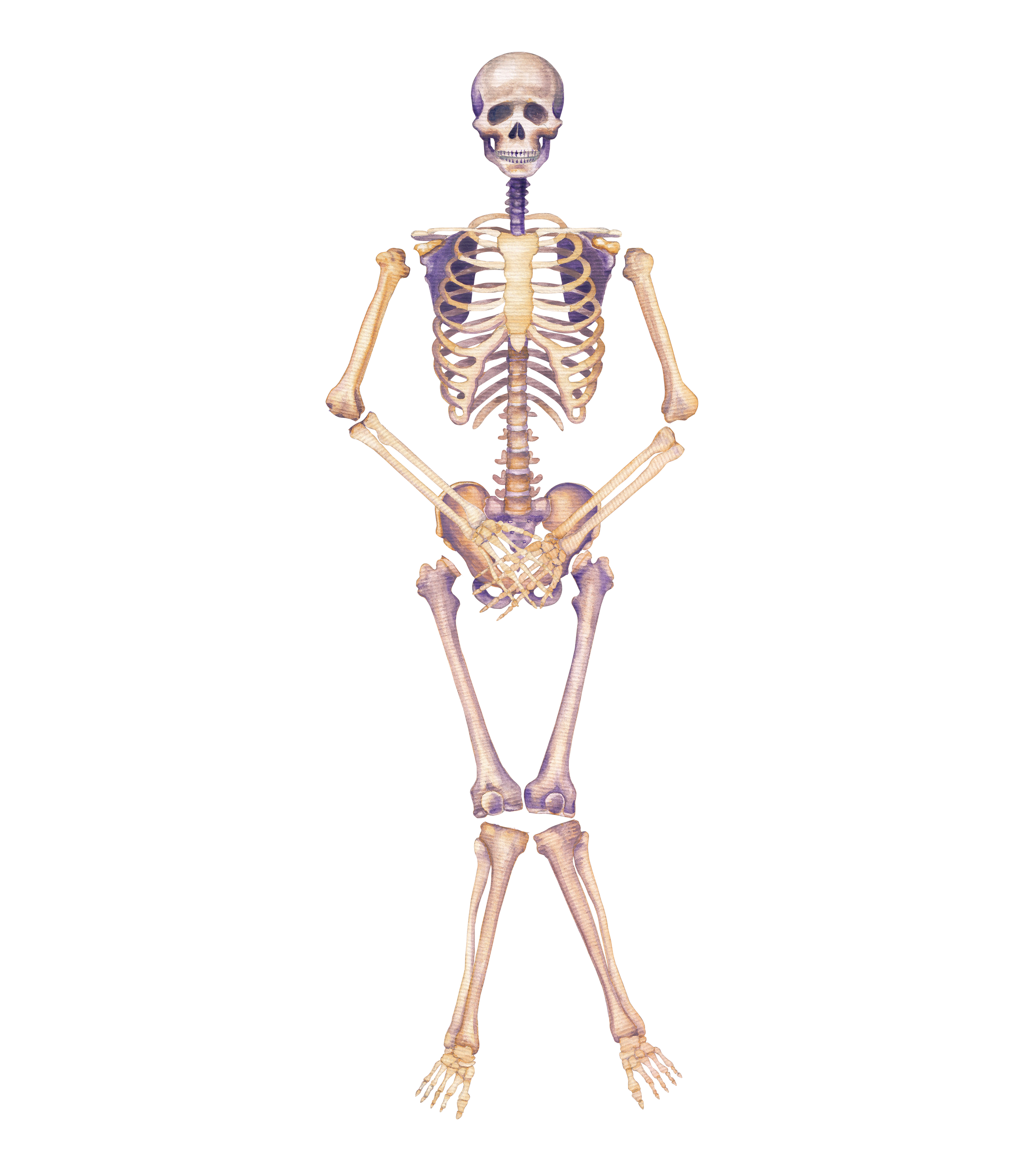 skeleton body